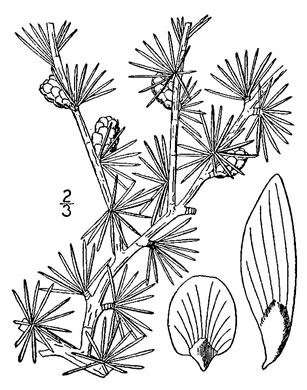 drawing of Larix laricina, Eastern Tamarack, Eastern Larch