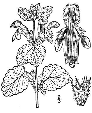 drawing of Lamium maculatum, Spotted Deadnettle