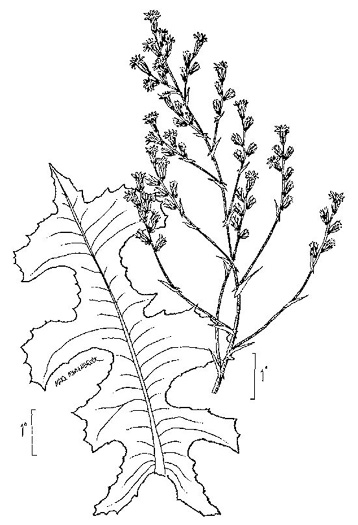 drawing of Lactuca serriola, Prickly Lettuce
