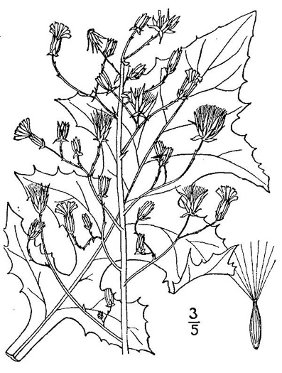 drawing of Lactuca biennis, Tall Blue Lettuce