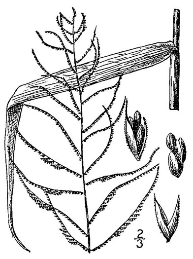 image of Dinebra panicea ssp. mucronata, Red Spangletop