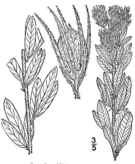 drawing of Lespedeza capitata, Round-headed Lespedeza, Roundhead Bush-clover, Silvery Bush-clover