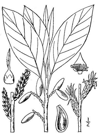 drawing of Leitneria floridana, Corkwood, Florida Corkwood