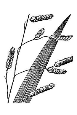 image of Leersia lenticularis, Catchfly Cutgrass
