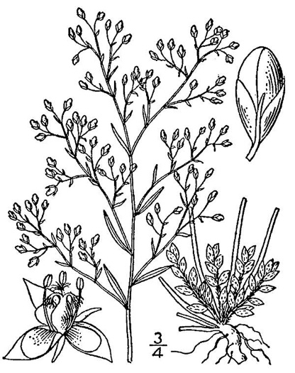 drawing of Lechea racemulosa, Racemose Pinweed, Appalachian Pinweed, Oblong-fruit Pinweed