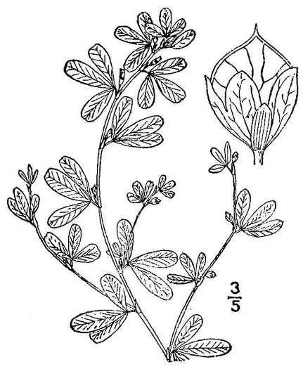 drawing of Kummerowia striata, Japanese-clover, Common Lespedeza, Annual Lespedeza