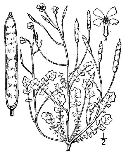 image of Leavenworthia uniflora, Michaux's Glade-cress