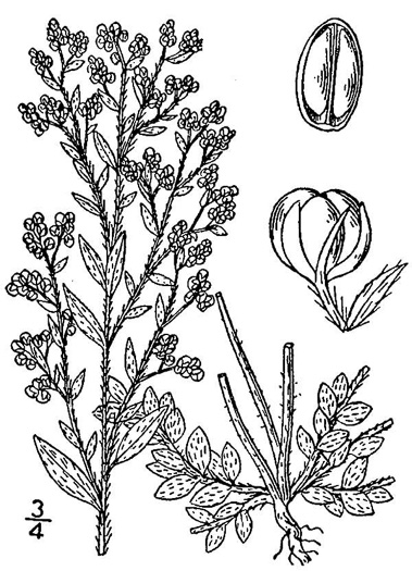 drawing of Lechea mucronata, Hairy Pinweed