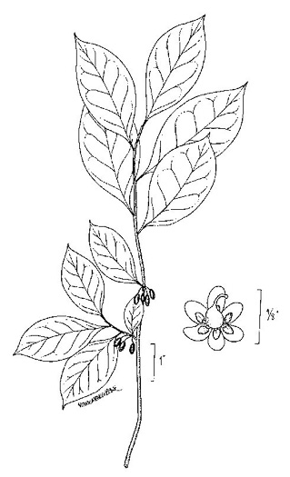 drawing of Lindera benzoin, Northern Spicebush, Wild Allspice