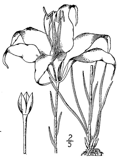 drawing of Lilium catesbyi, Pine Lily, Catesby's Lily, Leopard Lily