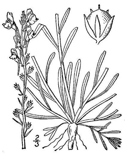 drawing of Linaria canadensis, Oldfield Toadflax, Common Toadflax, Canada Toadflax