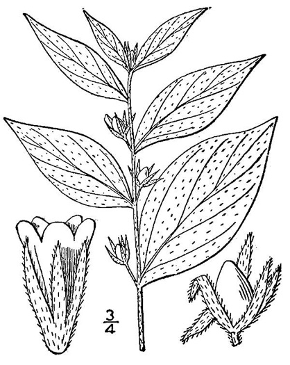 image of Lithospermum latifolium, American Gromwell, Broadleaf Gromwell, Broadleaf Puccoon