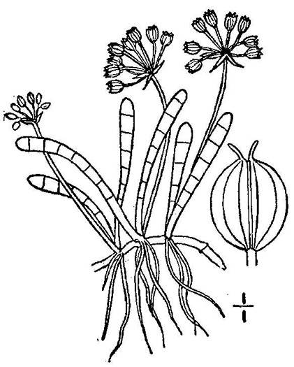 drawing of Lilaeopsis chinensis, Marsh Lilaeopsis, Eastern Grasswort, Tidal Strapwort, Fiddler-crab Turf