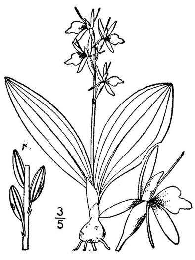image of Liparis loeselii, Fen Orchid, Bog Twayblade, Loesel's Twayblade, Yellow Wide-lip Orchid