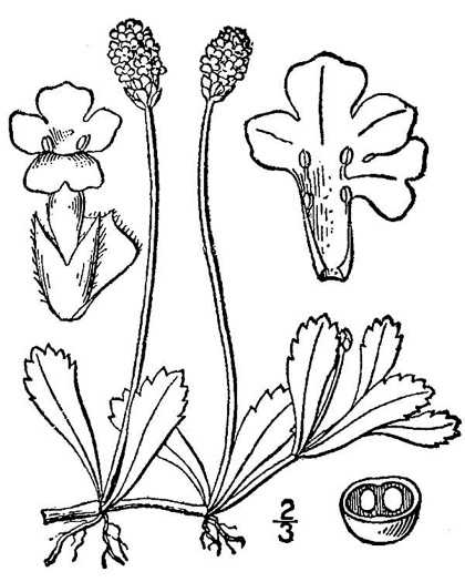 drawing of Phyla nodiflora var. nodiflora, Creeping Frogfruit, Capeweed, Turkey-tangle, Sawtooth Frogfruit