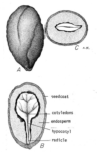 image of Ligustrum sinense, Chinese Privet