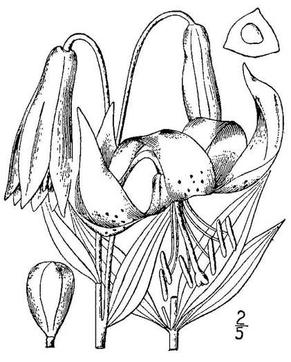 drawing of Lilium superbum, Turk's-cap Lily, Lily-royal, Superb Lily