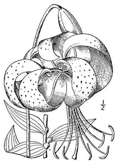 image of Lilium lancifolium, Tiger Lily