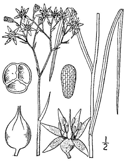drawing of Lophiola aurea, Goldencrest