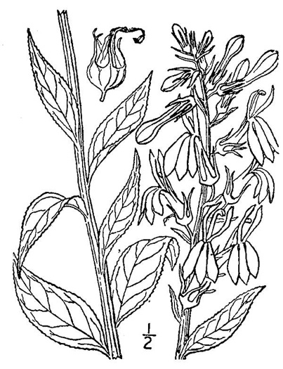 drawing of Lobelia cardinalis var. cardinalis, Cardinal Flower