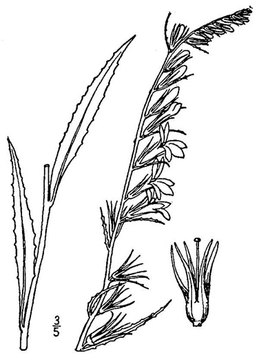 drawing of Lobelia elongata, Purple Lobelia, Streamside Lobelia, Longleaf Lobelia