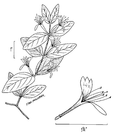 image of Lonicera japonica, Japanese Honeysuckle