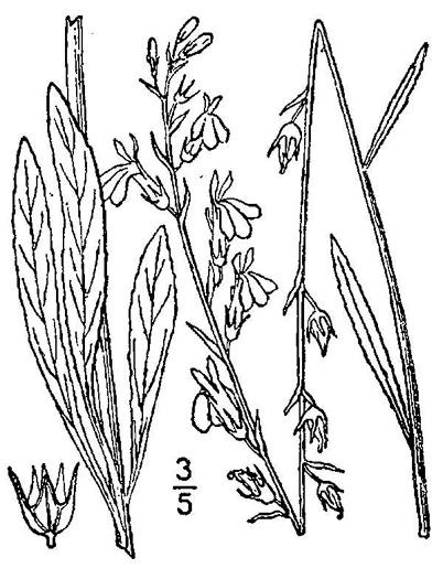 drawing of Lobelia paludosa, White Lobelia