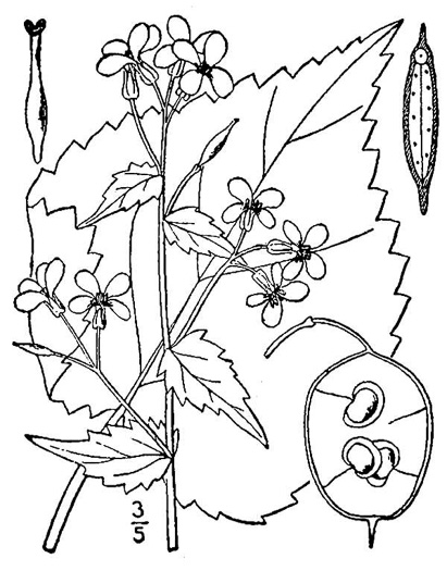 image of Lunaria annua, Money Plant, Annual Honesty, Silver-dollar Plant