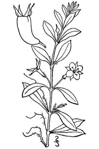 drawing of Ludwigia brevipes, Long Beach Seedbox, Coastal Plain Water-purslane