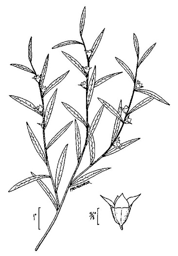 image of Ludwigia linearis +, Narrowleaf Seedbox, Slender Seedbox