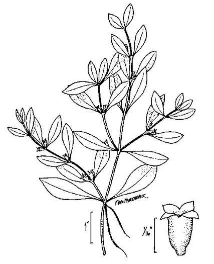 drawing of Ludwigia palustris, Common Water-purslane, Marsh Purslane, Marsh Seedbox