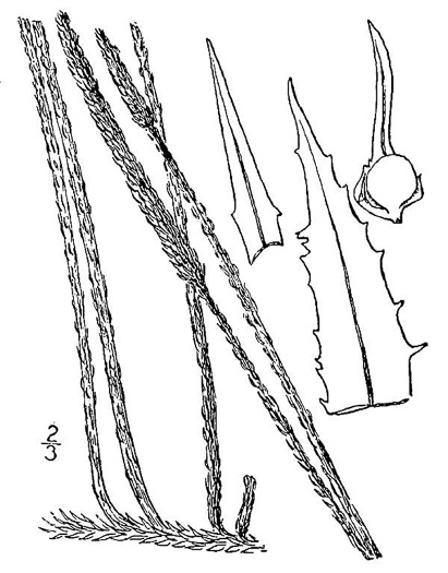 drawing of Lycopodiella appressa, Southern Bog Clubmoss