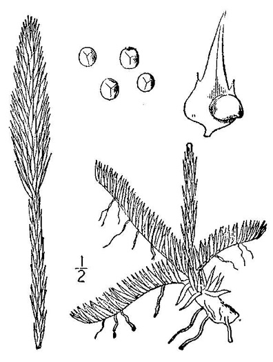 image of Lycopodiella alopecuroides, Foxtail Clubmoss, Foxtail Bog-clubmoss