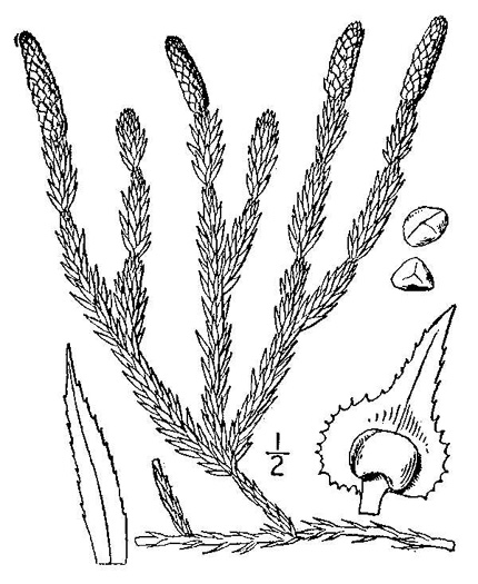 drawing of Spinulum annotinum, Stiff Clubmoss, Bristly Clubmoss