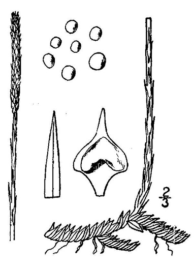 drawing of Pseudolycopodiella caroliniana, Carolina Bog-clubmoss, Slender Clubmoss