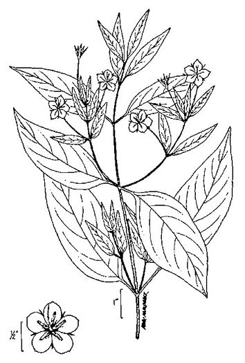 image of Steironema ciliatum, Fringed Loosestrife