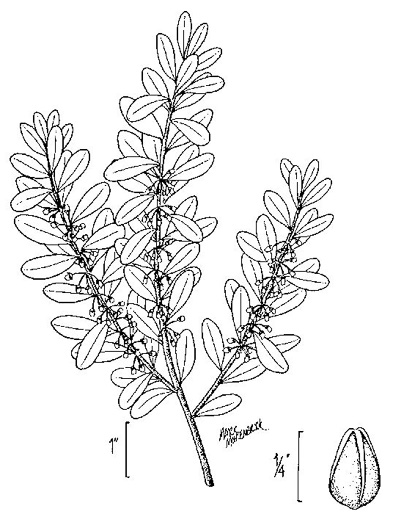 drawing of Lyonia ferruginea, Rusty Lyonia, Staggerbush, Dragonwood, Crookedwood