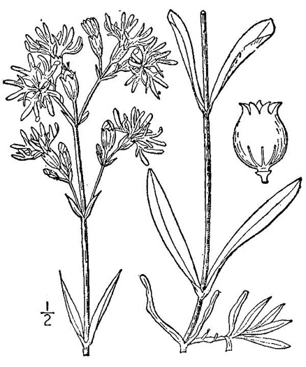 drawing of Silene flos-cuculi ssp. flos-cuculi, Ragged Robin