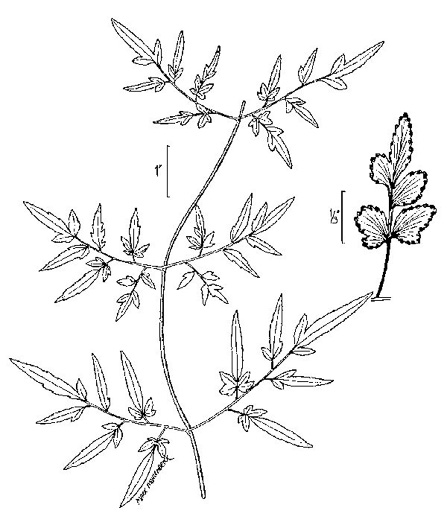 drawing of Lygodium japonicum, Japanese Climbing Fern