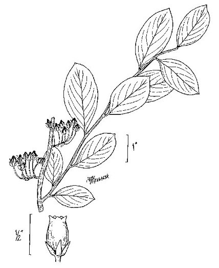 image of Lyonia mariana, Staggerbush, Large-flowered Fetterbush