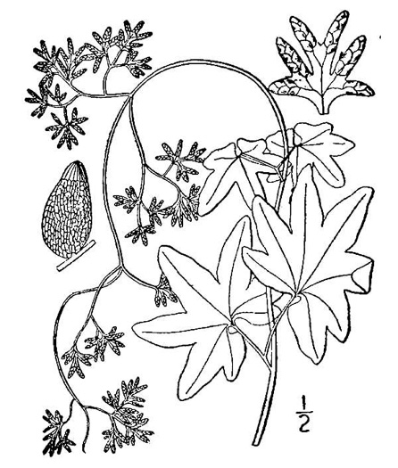drawing of Lygodium palmatum, American Climbing Fern