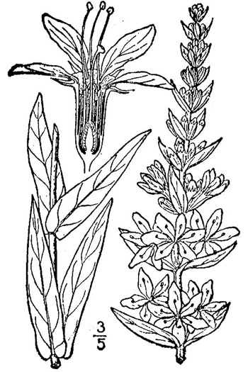 image of Lythrum salicaria, Purple Loosestrife