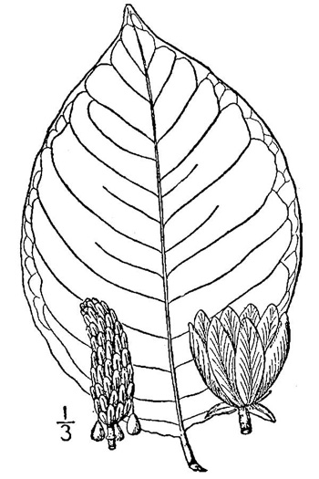 drawing of Magnolia acuminata var. acuminata, Cucumber Magnolia, Cucumber-tree