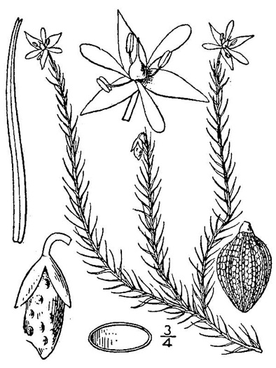 image of Mayaca aubletii, Aublet's Bogmoss