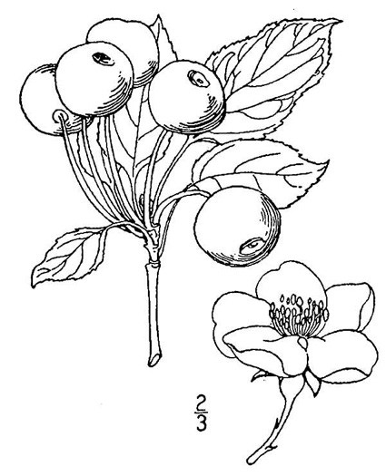 image of Malus baccata, Siberian Crabapple