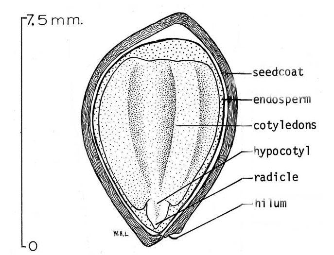 image of Malus coronaria, Sweet Crabapple, Wild Crabapple
