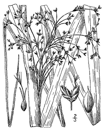 image of Cladium jamaicense, Sawgrass