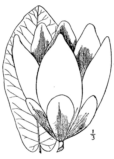 drawing of Magnolia macrophylla, Bigleaf Magnolia, Large-leaved Magnolia, Umbrella Tree