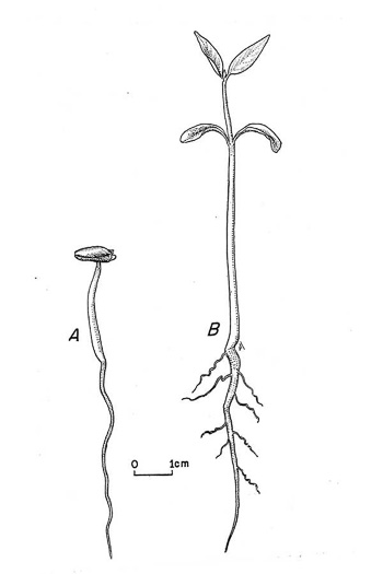image of Maclura pomifera, Osage-orange, Hedge-apple, Bow-wood