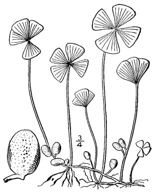 drawing of Marsilea quadrifolia, European Waterclover, European Pepperwort, European Water Shamrock